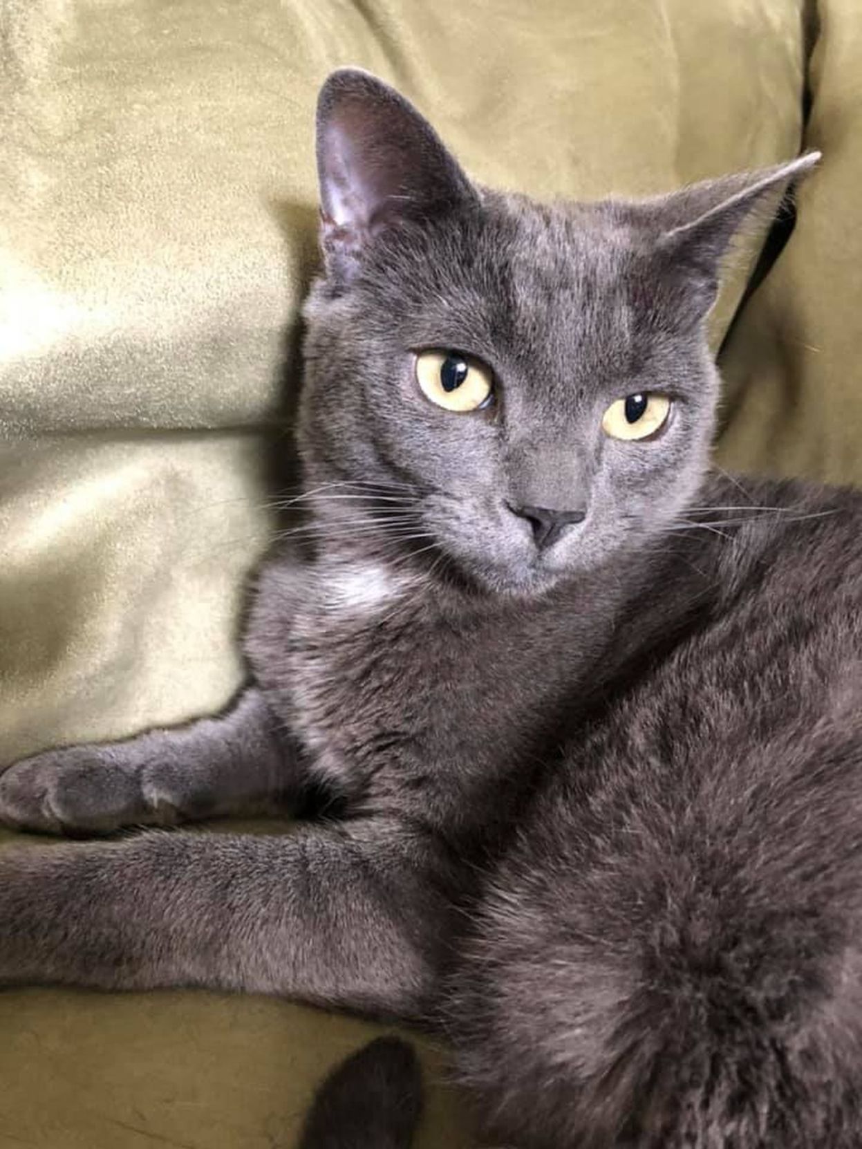 Sir Earl Grey